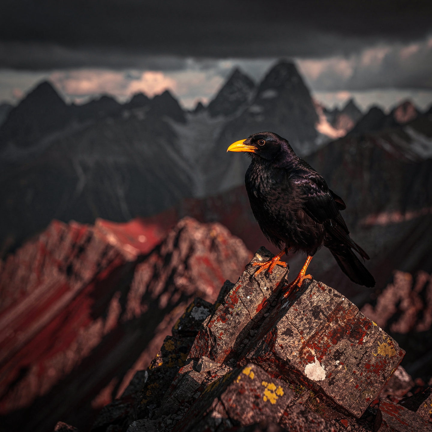 Alpine Chough