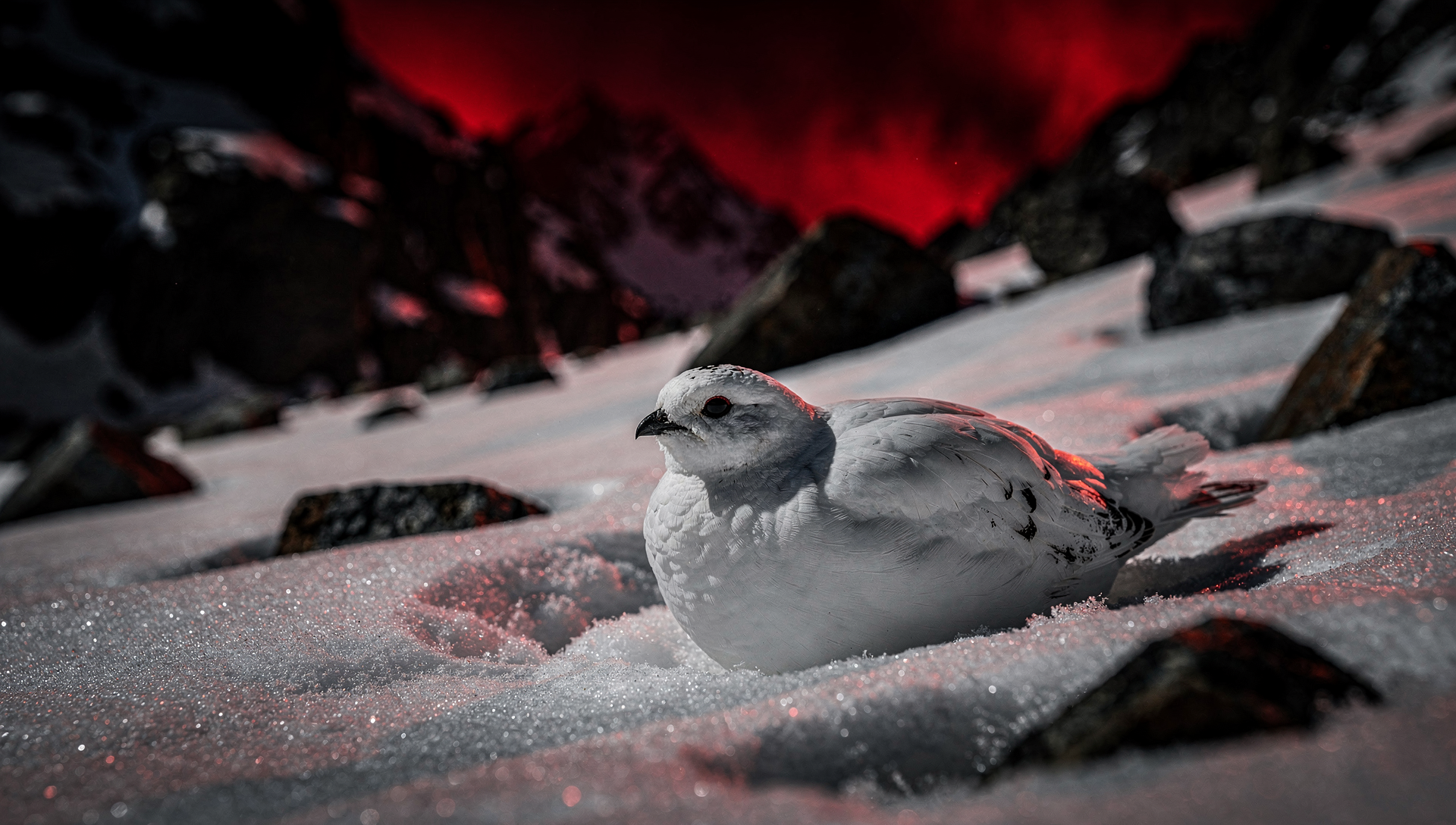 Ptarmigan