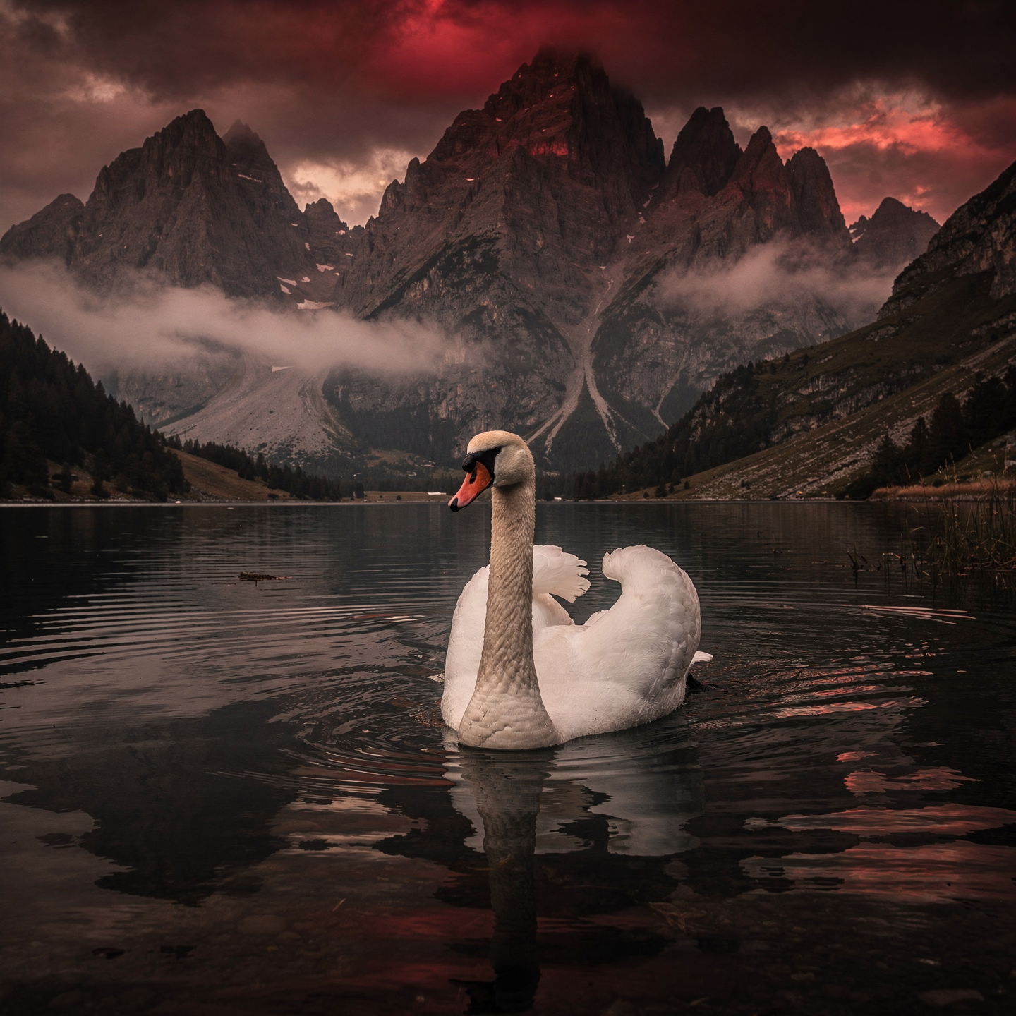 Swan